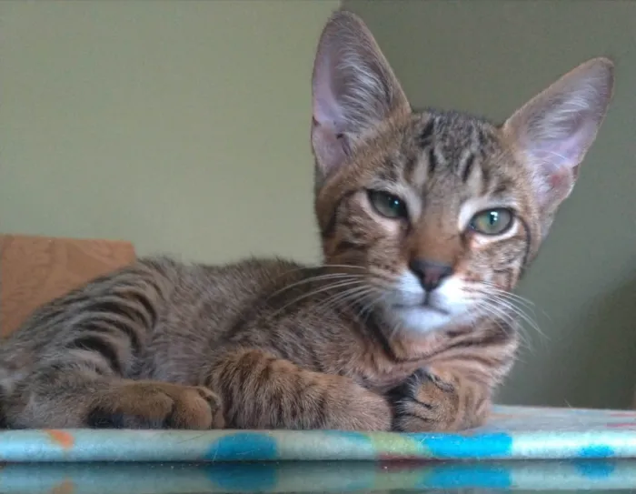 Gato ra a SRD-ViraLata idade 7 a 11 meses nome Nick