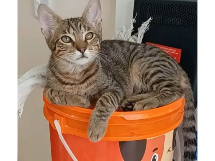Gato ra a SRD-ViraLata idade 7 a 11 meses nome Nick