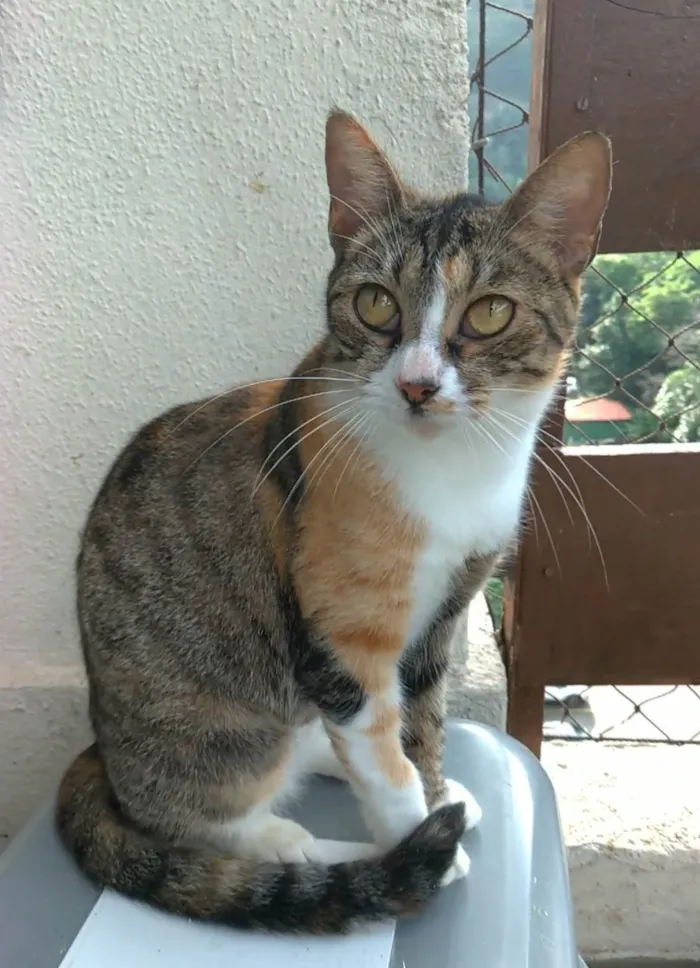 Gato ra a SRD-ViraLata idade 1 ano nome Tynna