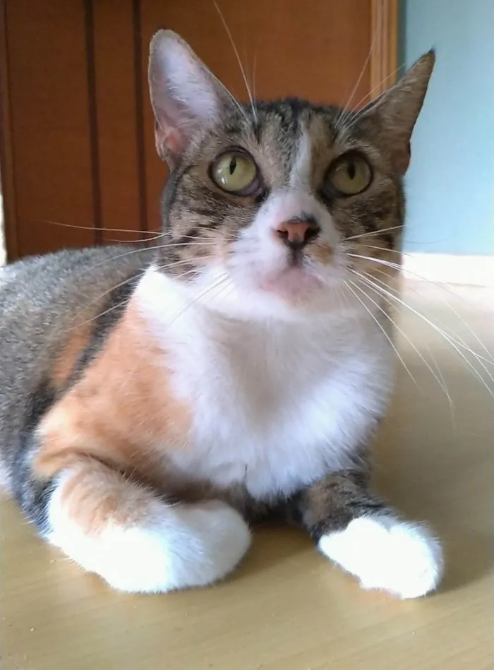 Gato ra a SRD-ViraLata idade 1 ano nome Tynna