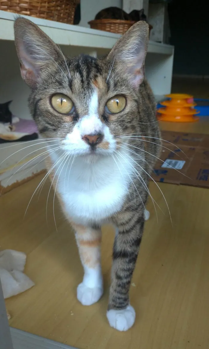 Gato ra a SRD-ViraLata idade 1 ano nome Tynna