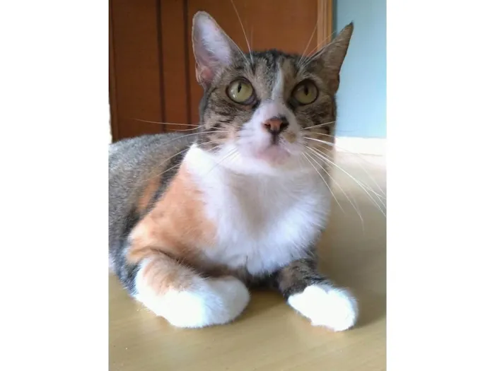 Gato ra a SRD-ViraLata idade 1 ano nome Tynna