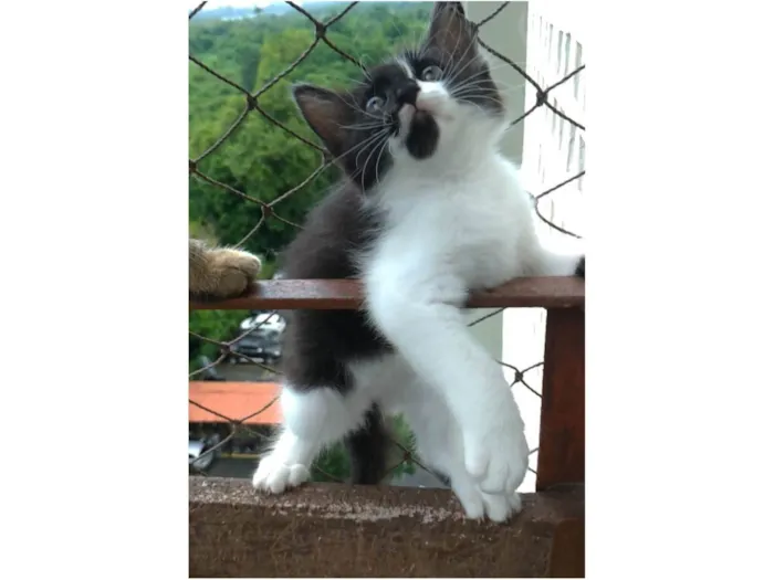Gato ra a SRD-ViraLata idade 2 a 6 meses nome Maille