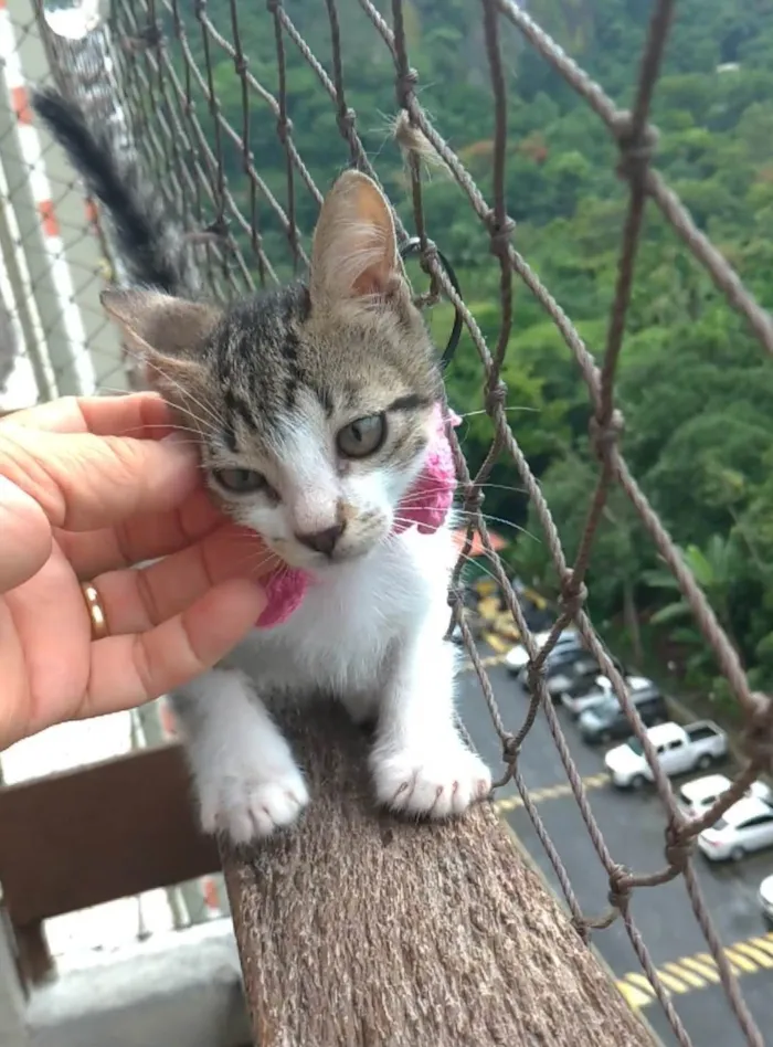 Gato ra a SRD-ViraLata idade  nome Maisa