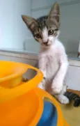 Maisa
