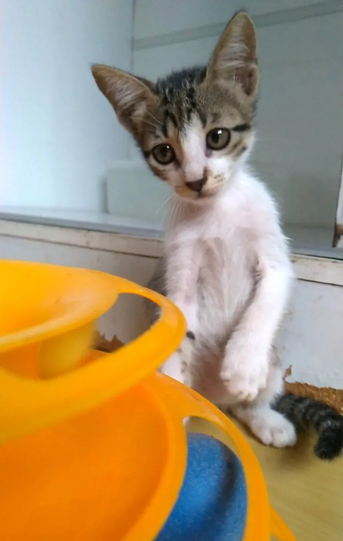 Gato ra a SRD-ViraLata idade  nome Maisa