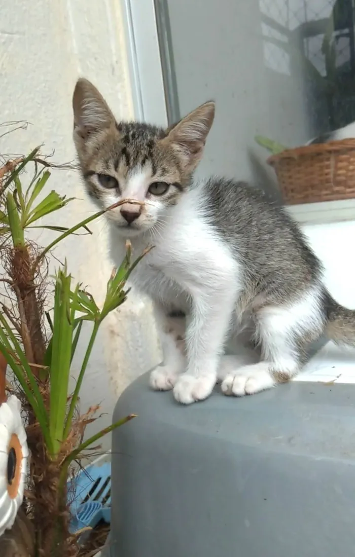 Gato ra a SRD-ViraLata idade  nome Maisa