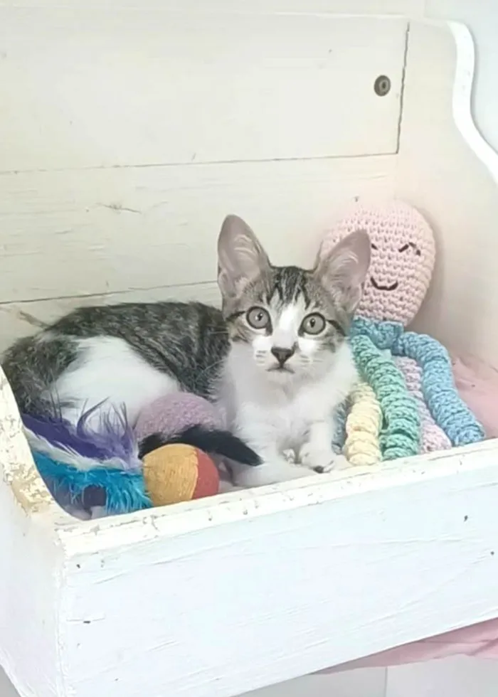 Gato ra a SRD-ViraLata idade  nome Maisa