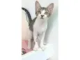 Maisa