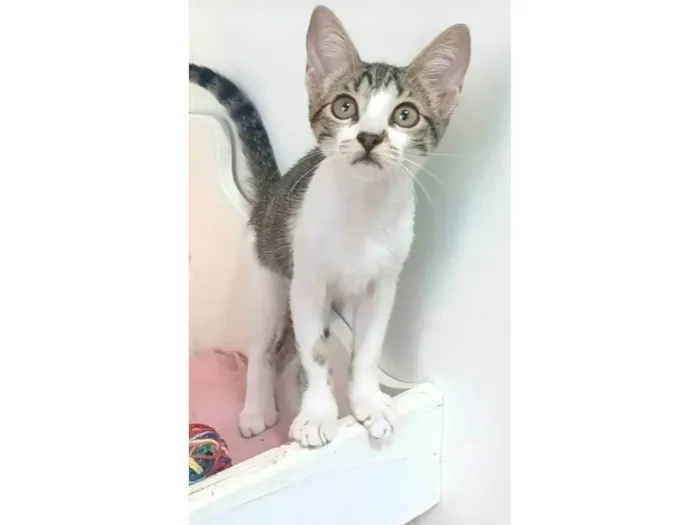 Gato ra a SRD-ViraLata idade  nome Maisa