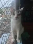 Oliver 