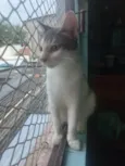 Oliver 