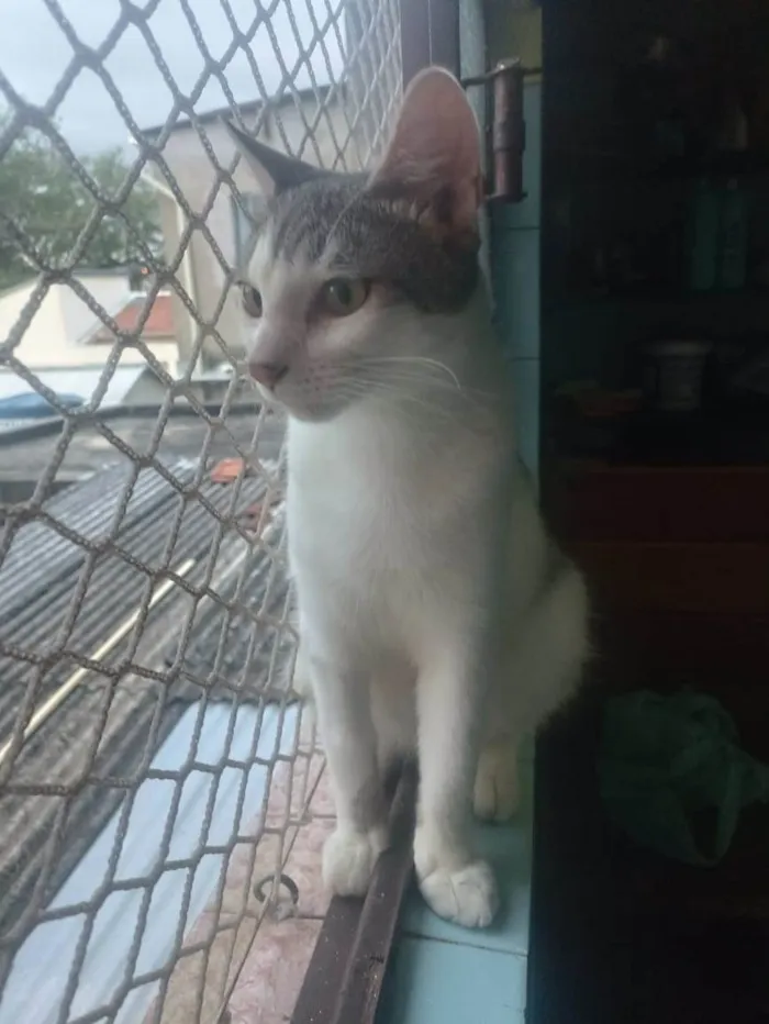 Gato ra a SRD-ViraLata idade 2 a 6 meses nome Oliver 