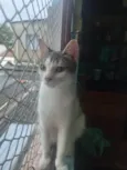 Oliver 