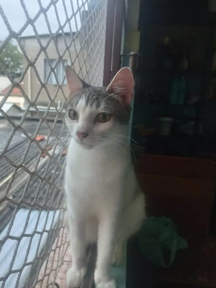 Gato ra a SRD-ViraLata idade 2 a 6 meses nome Oliver 