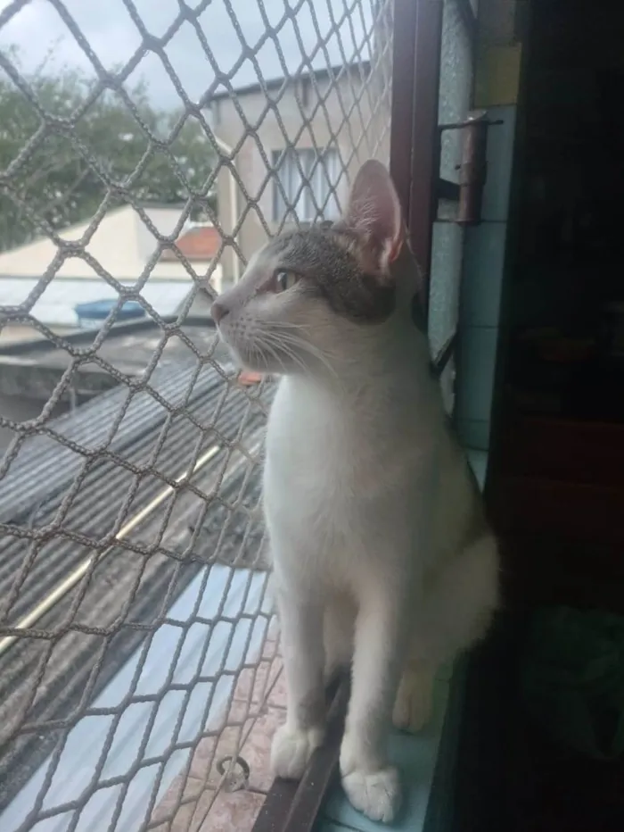Gato ra a SRD-ViraLata idade 2 a 6 meses nome Oliver 