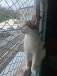 Oliver