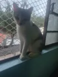 Oliver 