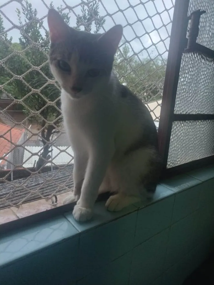 Gato ra a SRD-ViraLata idade 2 a 6 meses nome Oliver 