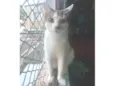 Oliver 