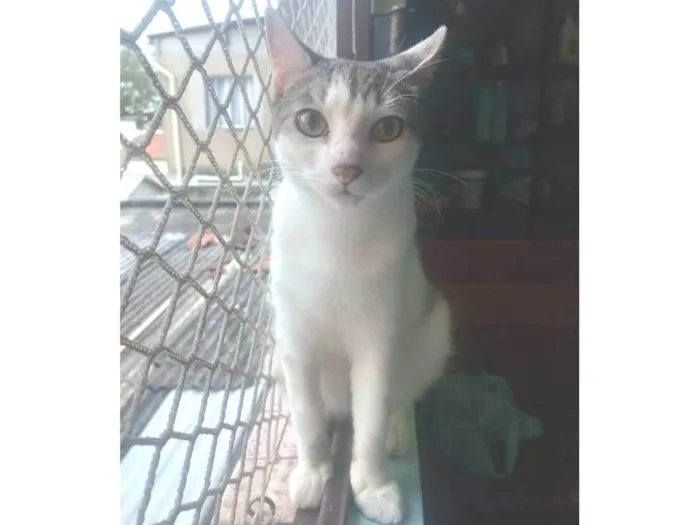 Gato ra a SRD-ViraLata idade 2 a 6 meses nome Oliver 