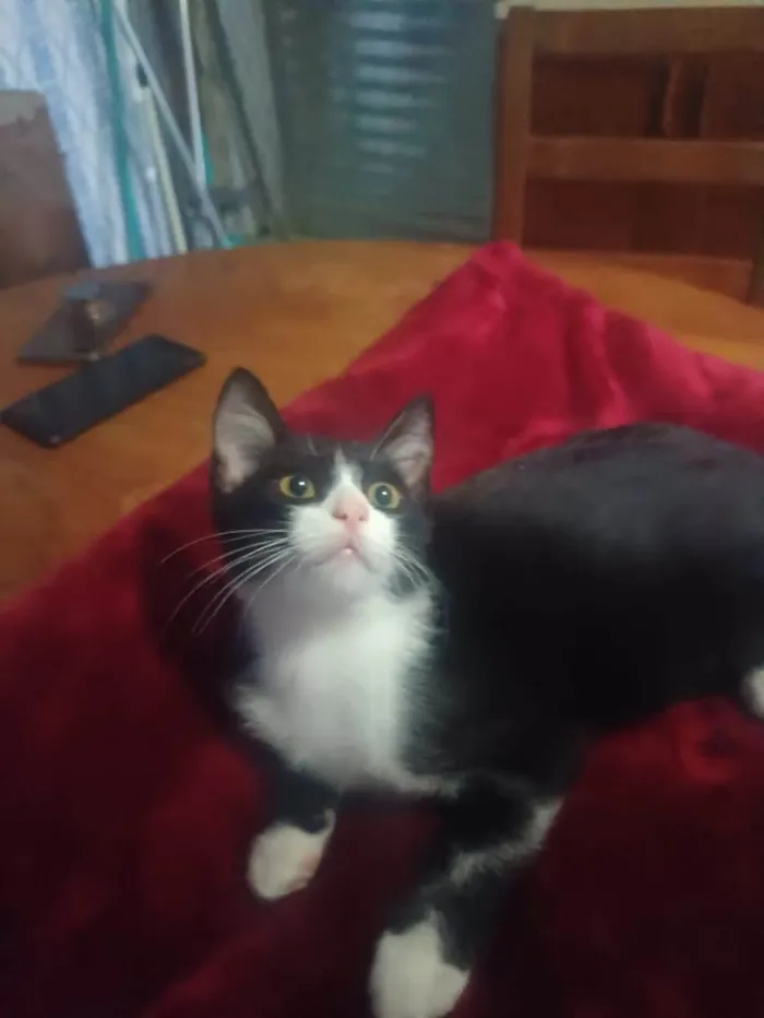 Gato ra a SRD-ViraLata idade 2 a 6 meses nome Laila
