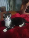 Laila