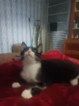 Laila