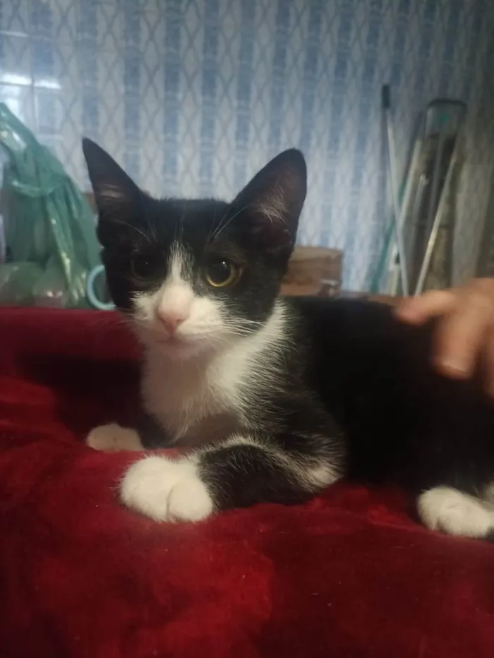 Gato ra a SRD-ViraLata idade 2 a 6 meses nome Laila
