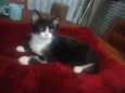 Laila