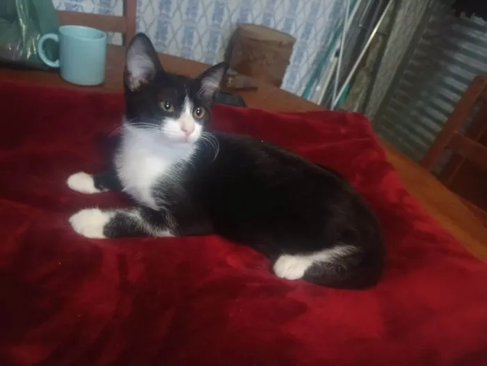 Gato ra a SRD-ViraLata idade 2 a 6 meses nome Laila