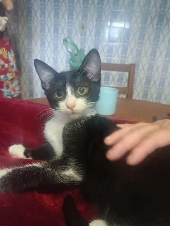 Gato ra a SRD-ViraLata idade 2 a 6 meses nome Laila