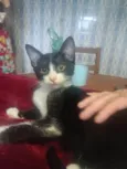 Laila
