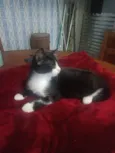 Laila