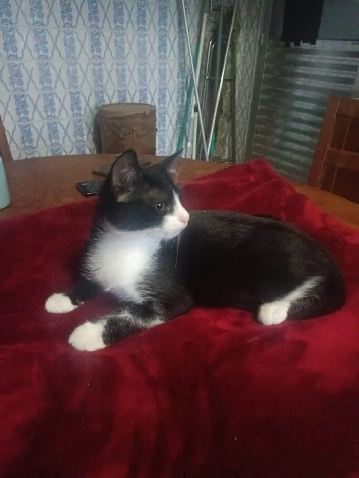 Gato ra a SRD-ViraLata idade 2 a 6 meses nome Laila