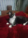 Laila