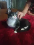 Laila