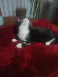 Laila