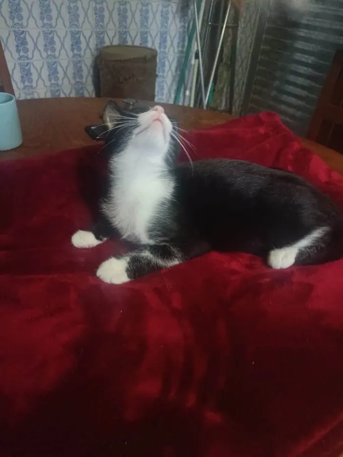 Gato ra a SRD-ViraLata idade 2 a 6 meses nome Laila