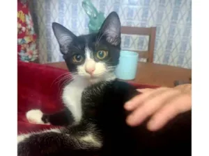 Gato raça SRD-ViraLata idade 2 a 6 meses nome Laila