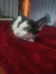 Peter