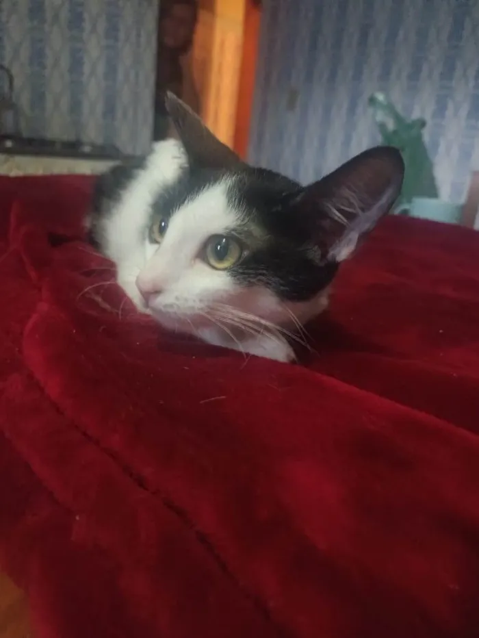 Gato ra a SRD-ViraLata idade 2 a 6 meses nome Peter