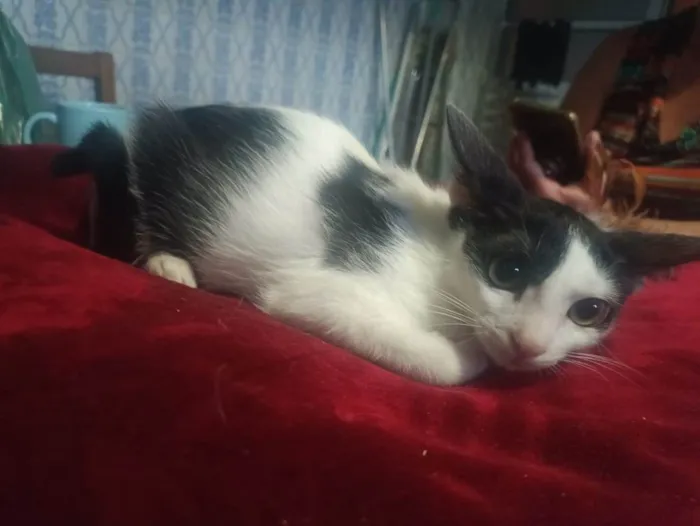 Gato ra a SRD-ViraLata idade 2 a 6 meses nome Peter