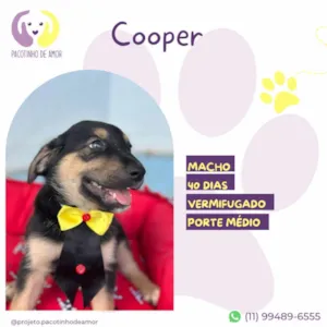 Cachorro raça SRD-ViraLata idade Abaixo de 2 meses nome Cooper