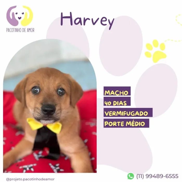 Cachorro ra a SRD-ViraLata idade Abaixo de 2 meses nome Harvey