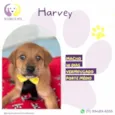 Harvey