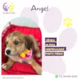 Angel