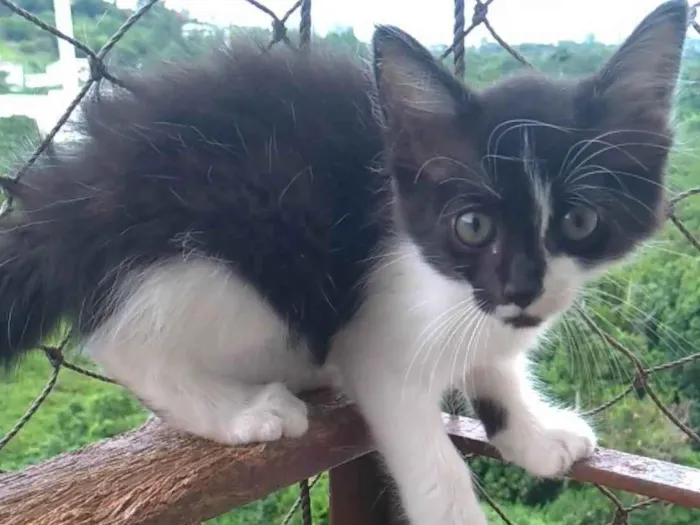 Gato ra a SRD-ViraLata idade 2 a 6 meses nome Maille
