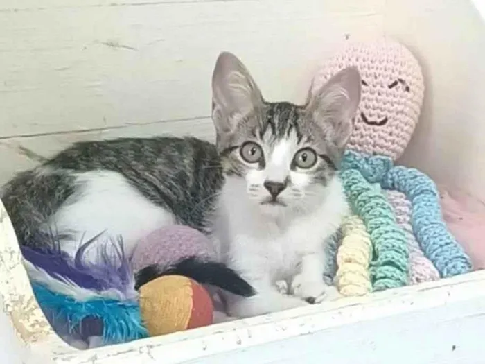 Gato ra a SRD-ViraLata idade  nome Maisa