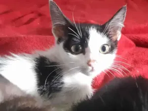 Gato raça SRD-ViraLata idade 2 a 6 meses nome Peter